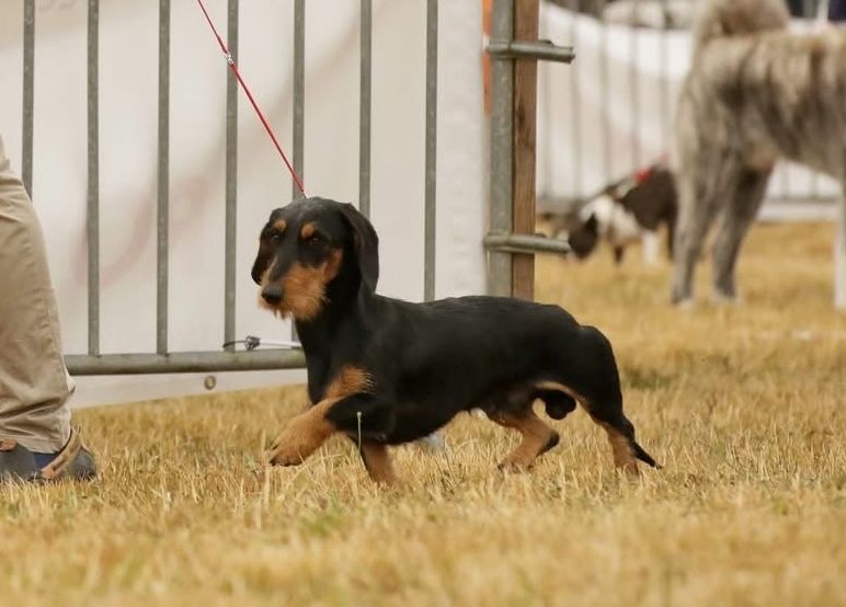 Darkan de los jaronales