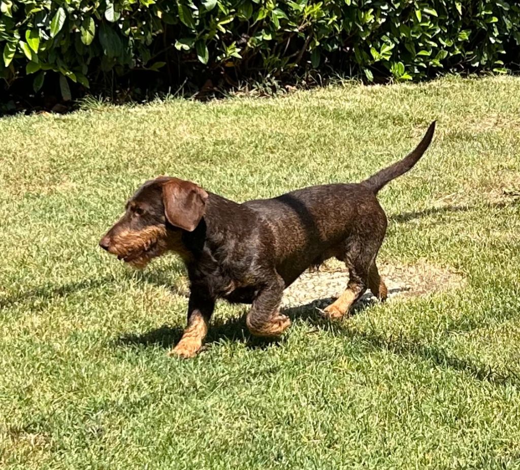 R'popeye des Petites Pattes du Causse