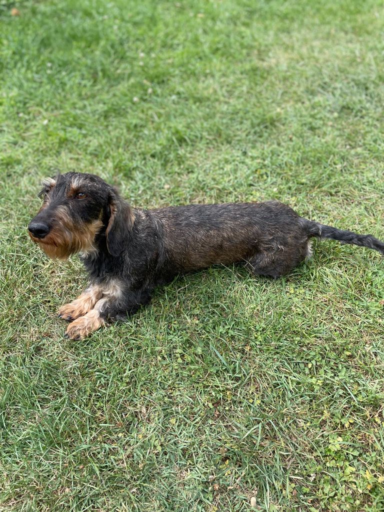 Orka des Petites Pattes du Causse